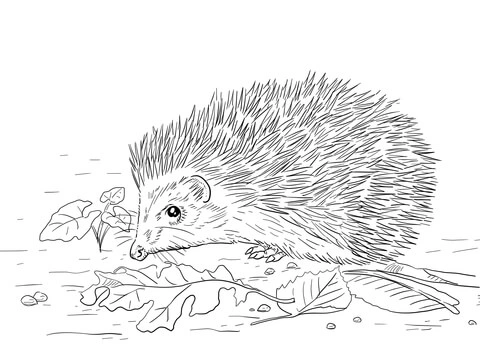 Eastern European hedgehog coloring book